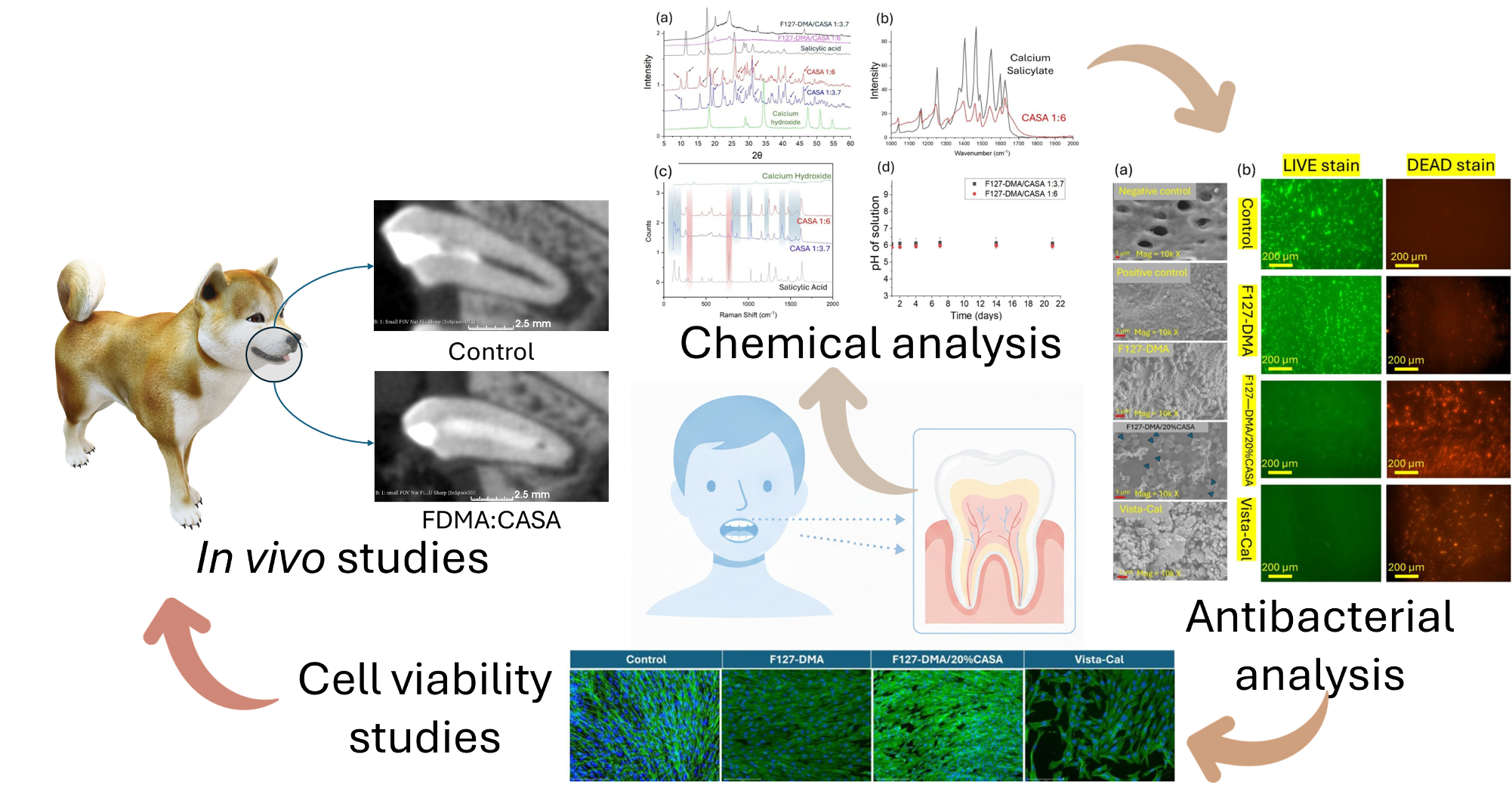 A diagram depicting the sequence of events in therapeutic drug development